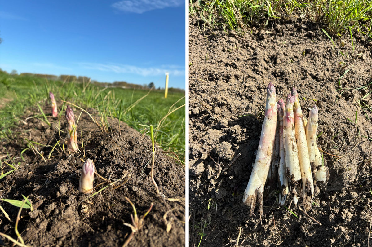 Asperges
